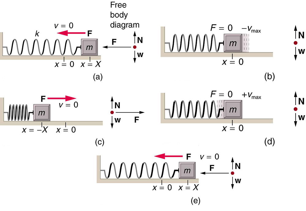 The figure a shows a spring on a frictionless surface attached to a bar or wall from the left side. On the right side of the spring, an object attached to it with mass m, its amplitude is given by X, and X is equal to zero at the equilibrium level. Force F is applied to it from the right side, shown with left direction pointed red arrow and velocity v is equal to zero. A direction point showing the north and west direction is also given alongside this figure as well as with other four figures. In figure b, after the force has been applied the object moves to the left compressing the spring a bit. And the displaced area of the object from its initial point is shown in sketched dots. The F here is equal to zero and the v is max in negative direction. In figure c, the spring has been compressed to the maximum level, and the amplitude is negative X. Now the direction of force changes to the rightward direction, shown with right direction pointed red arrow and the velocity v is zero. In figure d the spring is shown released from the compressed level and the object has moved toward the right side up to the equilibrium level. The F is zero, and the velocity v is maximum. In figure e the spring has been stretched loose to the maximum level and the object has moved to the far right. Now again the velocity here is equal to zero and the direction of force again is to the left hand side, shown here as F is equal to zero.