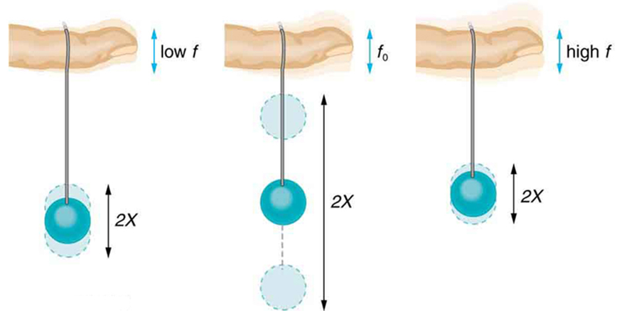 The given figure shows three pictures of a horizontal viewed single finger containing a string, suspended downward vertically, being tied to a paddle ball at its downward end. In the first figure the ball is stretching up and down very slowly having less displacement, the displacement shown in the figures as faded shades of the ball and is depicted as 2X. Whereas in the second figure the movement of the ball is highest, while in the third the movement is least. In all the three figures the ball is at its equilibrium with respect to its movement. The frequency, f, for the first figure is very low, for the second figure as f not, while for the third figure it is highest.