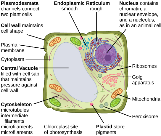 Part b: This illustration depicts a typical eukaryotic plant cell. The nucleus of a plant cell contains chromatin and a nucleolus, the same as an animal cell. Other structures that the plant cell has in common with the animal cell include rough and smooth endoplasmic reticulum, the Golgi apparatus, mitochondria, peroxisomes, and ribosomes. The fluid inside the plant cell is called the cytoplasm, just as it is in an animal cell. The plant cell has three of the four cytoskeletal components found in animal cells: microtubules, intermediate filaments, and microfilaments. Plant cells do not have centrosomes. Plant cells have four structures not found in animals cells: chloroplasts, plastids, a central vacuole, and a cell wall. Chloroplasts are responsible for photosynthesis; they have an outer membrane, an inner membrane, and stack of membranes inside the inner membrane. The central vacuole is a very large, fluid-filled structure that maintains pressure against the cell wall. Plastids store pigments. The cell wall is outside the cell membrane.