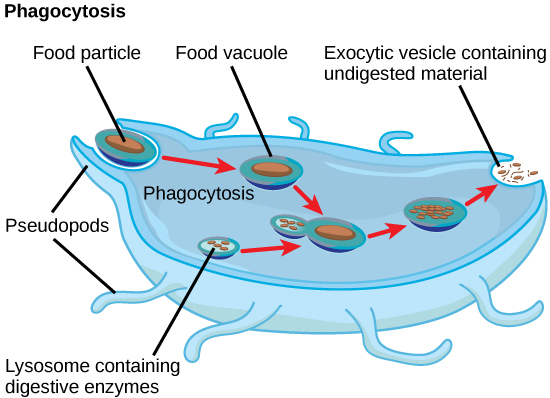 In this illustration, a eukaryotic cell is shown consuming a bacterium. As the bacterium is consumed, it is encapsulated in a vesicle. The vesicle fuses with a lysosome, and proteins inside the lysosome digest the bacterium.