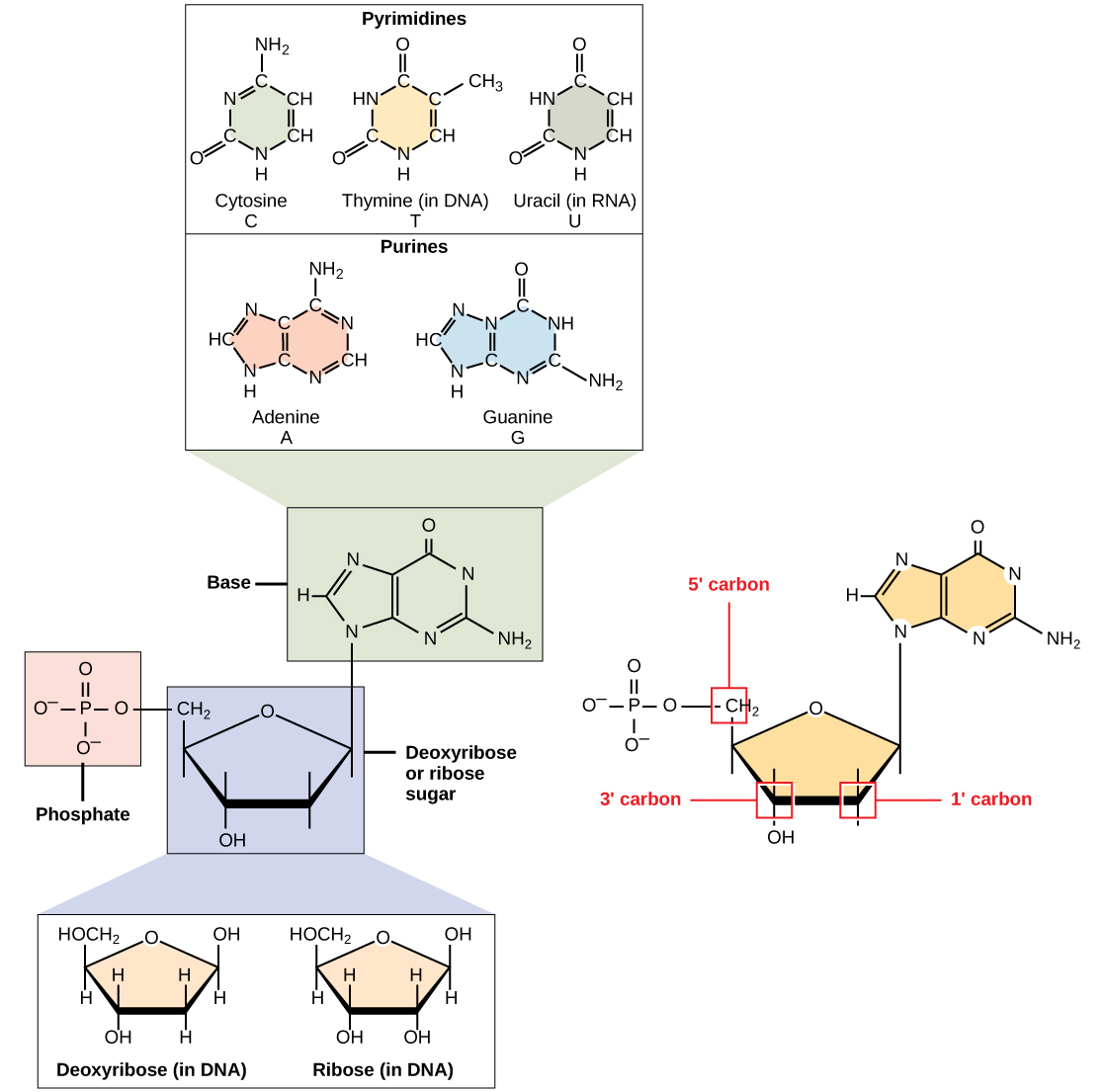 The molecular structure of a nucleotide is shown. The core of the nucleotide is a pentose whose carbon residues are numbered one prime through five prime. The base is attached to the one prime carbon, and the phosphate is attached to the five prime carbon. Two kinds of pentose are found in nucleotides: ribose and deoxyribose. Deoxyribose has an H instead of OH at the two prime position. Five kinds of base are found in nucleotides. Two of these, adenine and guanine, are purine bases with two rings fused together. The other three, cytosine, thymine and uracil, have one six-membered ring.