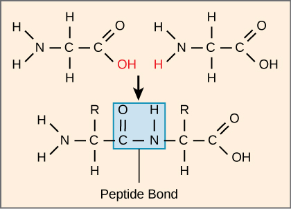 The formation of a peptide bond between two amino acids is shown. When the peptide bond forms, the carbon from the carbonyl group becomes attached to the nitrogen from the amino group. The OH from the carboxyl group and an H from the amino group form a molecule of water.