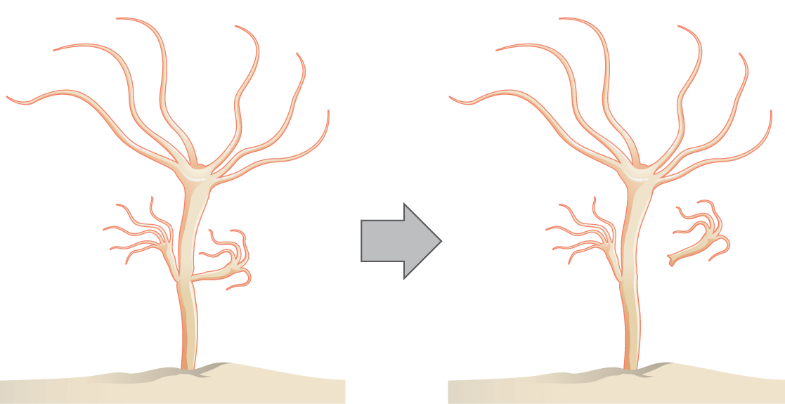 Illustration shows a hydra, which has a stalk-like body with tentacles growing out the top. A smaller hydra is budding from the side of the stalk.