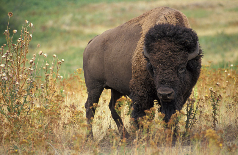  This photo shows a bison, which is dark brown in color with an even darker head. The hind part of the animal has short fur, and the front of the animal has longer, curly fur.