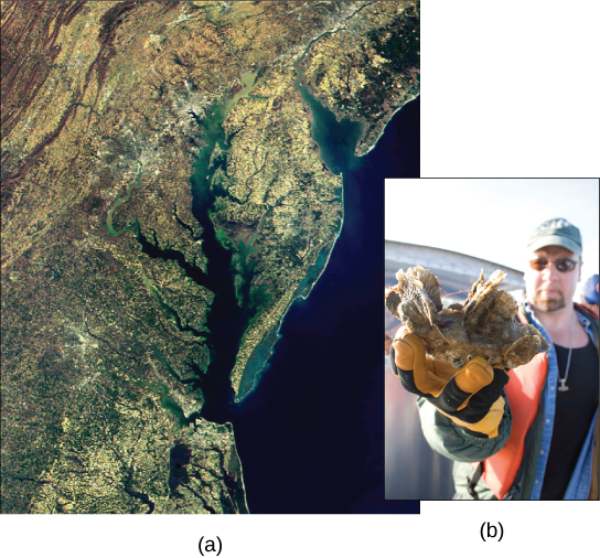  Satellite image shows the Chesapeake Bay. Inset is a photo of a man holding a clump of oysters.