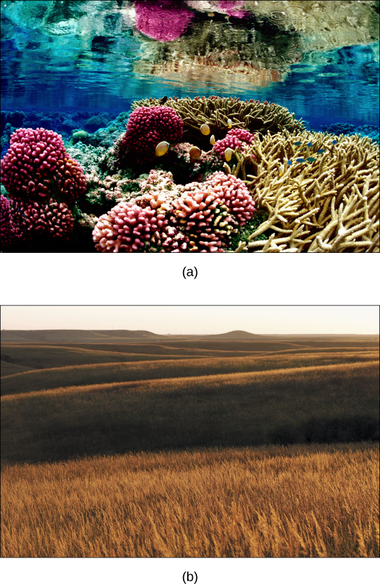  Photo a shows a coral reef. Some of the coral is lobe-shaped, with bumpy pink protrusions, and the other coral has long, slender beige branches. Fish swim among the coral. Photo b shows a rolling prairie, with nothing but tall brown grass as far as the eye can see.