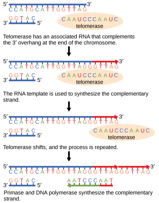 Telomerase has an associated RNA that complements the 5' overhang at the end of the chromosome. The RNA template is used to synthesize the complementary strand. Telomerase then shifts, and the process is repeated. Next, primase and DNA polymerase synthesize the rest of the complementary strand.