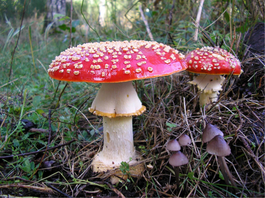 The photo shows two large mushrooms, each with a wide white base and a bright red cap. The caps are dotted with small white protrusions.