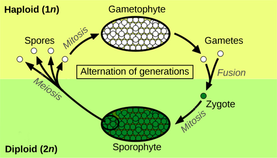  The plant life cycle has haploid and diploid stages. The cycle begins when haploid (1n) spores undergo mitosis to form a multicellular gametophyte. The gametophyte produces gametes, two of which fuse to form a diploid zygote. The diploid (2n) zygote undergoes mitosis to form a multicellular sporophyte. Meiosis of cells in the sporophyte produces 1n spores, completing the cycle.