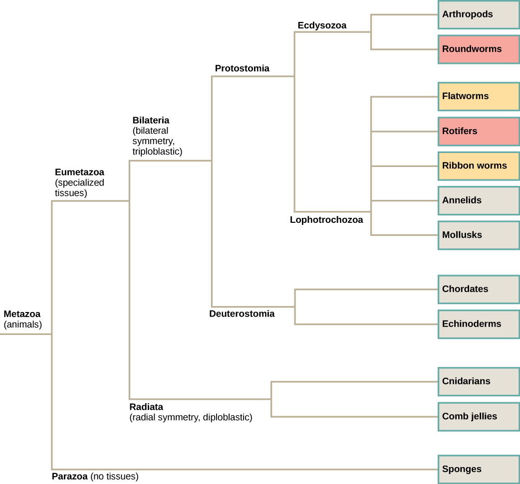 The phylogenetic tree of metazoans, or animals, branches into parazoans with no tissues and eumetazoans with specialized tissues. Parazoans include Porifera, or sponges. Eumetazoans branch into Radiata, diploblastic animals with radial symmetry, and Bilateria, triploblastic animals with bilateral symmetry. Radiata includes cnidarians and ctenophores (comb jellies). Bilateria branches into Protostomia and Deuterostomia, which possess a body cavity. Deuterostomes include chordates and echinoderms. Protostomia branches into Lophotrochozoa and Ecdysozoa. Ecdysozoa includes arthropods and nematodes, or roundworms. Lophotrochozoa includes Mollusca, Annelida, Nemertea, which includes ribbon worms, Rotifera, and Platyhelminthes, which includes flatworms.