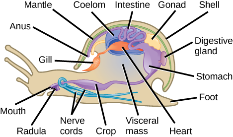 The illustration shows a cross-section of a snail. The body of the snail is called the visceral mass. The mouth leads to the stomach and intestines, which are located dorsally in the visceral mass, and then to the anus, which opens into the cavity inside the mantle at the front of the shell. A digestive gland connects to the stomach. Two nerve cords wrap around the esophagus and extend back along the bottom of the animal. The heart is located near the stomach, and is connected to the gill in the front mantle cavity. The coelom is near the heart and gills. The visceral mass is surrounded by a mantle. A shell covers the mantle.