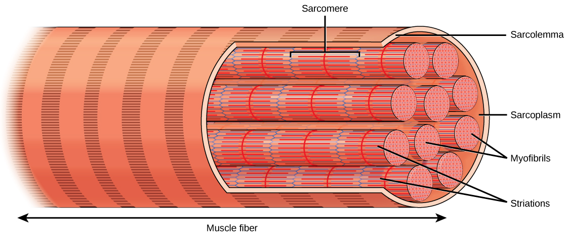 Illustration shows a long, tubular skeletal muscle cell that runs the length of a muscle fiber. Bundles of fibers called myofibrils run the length of the cell. The myofibrils have a banded appearance.