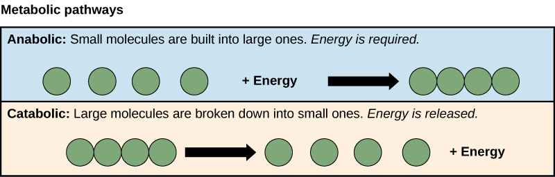 Anabolic and metabolic pathways are shown. In the anabolic pathway, four small molecules have energy added to them to make one large molecule. In the catabolic pathway, one large molecule is broken down into two components: four small molecules plus energy.