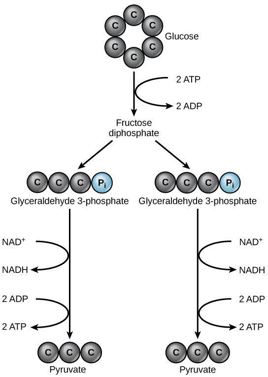 A graphic shows glucose at the top with an arrow pointing down to fructose diphosphate, which then splits into two glyceraldehyde 3-phosphate molecules. Each of these forms one NADH and two ATP molecules in the process of each becoming a pyruvate molecule.