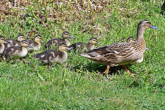 Photo shows a mother duck and ducklings swimming in the water.