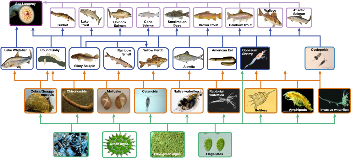  The bottom level of the illustration shows primary producers, which include diatoms, green algae, blue-green algae, flagellates, and rotifers. The next level includes the primary consumers that eat primary producers. These include calanoids, waterfleas, and cyclopoids, rotifers and amphipods. The shrimp also eats primary producers. Primary consumers are in turn eaten by secondary consumers, which are typically small fish. The small fish are eaten by larger fish, the tertiary, or apex consumers. The yellow perch, a secondary consumer, eats small fish within its own trophic level. All fish are eaten by the sea lamprey. Thus, the food web is complex with interwoven layers.