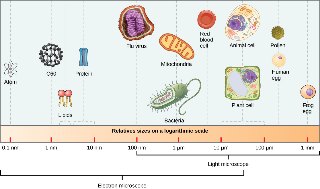 Relative sizes on a logarithmic scale, from 0.1 nm to 1 m, are shown. Objects are shown from smallest to largest. The smallest object shown, an atom, is about .1 nm in size. A C60 molecule, or buckyball, is 1 nm. The next largest objects shown are lipids and proteins; these molecules are between 1 and 10 nm. The influenza virus is about 100 nm. Bacteria and mitochondria are about 1 µm. Human red blood cells are about 7 µm. Plant and animal cells are both between 10 and 100 µm. Pollen from a morning glory flower and a human egg are between 100 µm and 1 mm. A frog egg is about 1 mm.