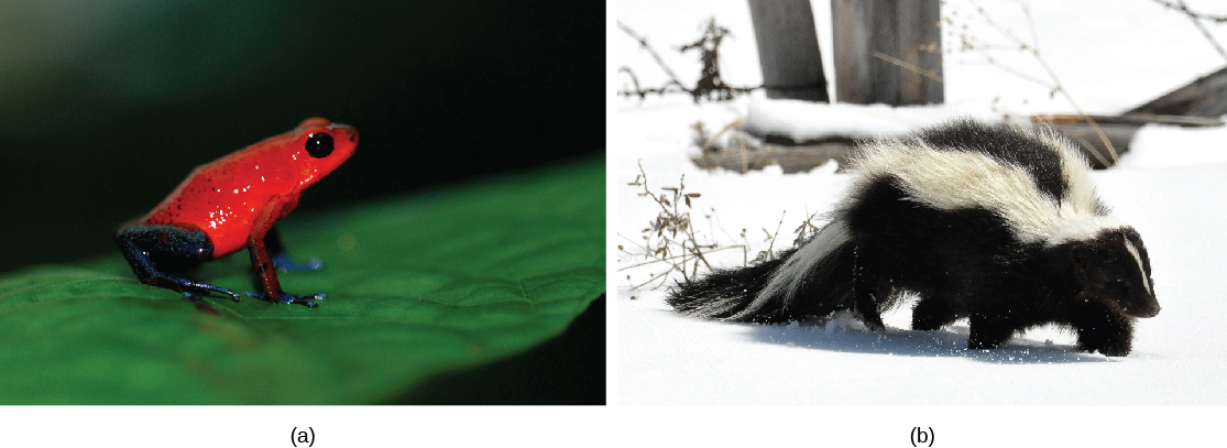 Photo A shows a bright red frog sitting on a leaf. Photo B shows a skunk.