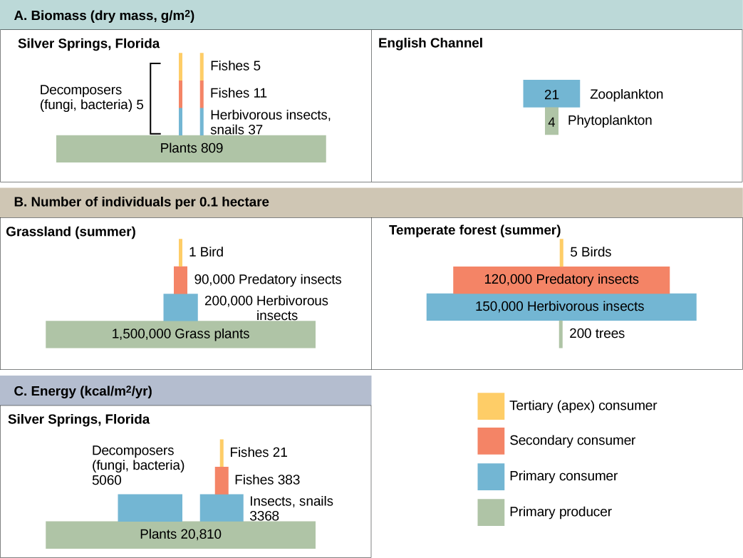  Part A: on the left is a pyramid diagram of the number of individuals per 0.1 hectare in a summer grassland. There are 1,500,000 grass plants, 200,000 herbivorous insects, 90,000 predatory insects, and 1 bird. Part A: on the right is a pyramid diagram of organisms per 0.1 hectare in a temperate forest. There are 200 trees, 150,000 herbivorous insects, 120,000 predatory insects, and 5 birds. Part B: on the left is a pyramid diagram of dry biomass in grams per meter squared in the English Channel. The biomass is 4 phytoplankton and 21 zooplankton. Part B: on the right is a pyramid diagram of dry biomass in grams per meter squared in Silver Springs, Florida. The biomass of plants is 809. The biomass of primary consumers, including herbivorous insects and snails is 37. The biomass of secondary consumer fishes is 11, and the biomass of tertiary consumer fishes is 5. Primary, secondary and tertiary decomposers have a combined biomass of 5. Part C is a pyramid diagram of energy in kilocalories per meter squared per year. The energy of plants is 20,810. The energy of primary consumers, including insects and snails, is 3,368. The energy of primary consumer fishes is 383, and the energy of secondary consumer fishes is 21. The energy of decomposers, including fungi and bacteria, is 5,060.