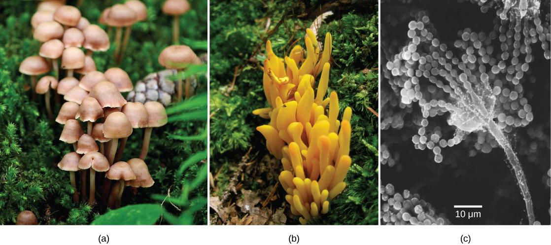 Left photo shows a cluster of mushrooms with bell-like domes attached to slender stalks. Middle photo shows a yellowish-orange fungus that grows in a cluster and is lobe-shaped. Right photo is a micrograph that shows a long, slender stalk that branches into long chains of spores that look like a string of beads.