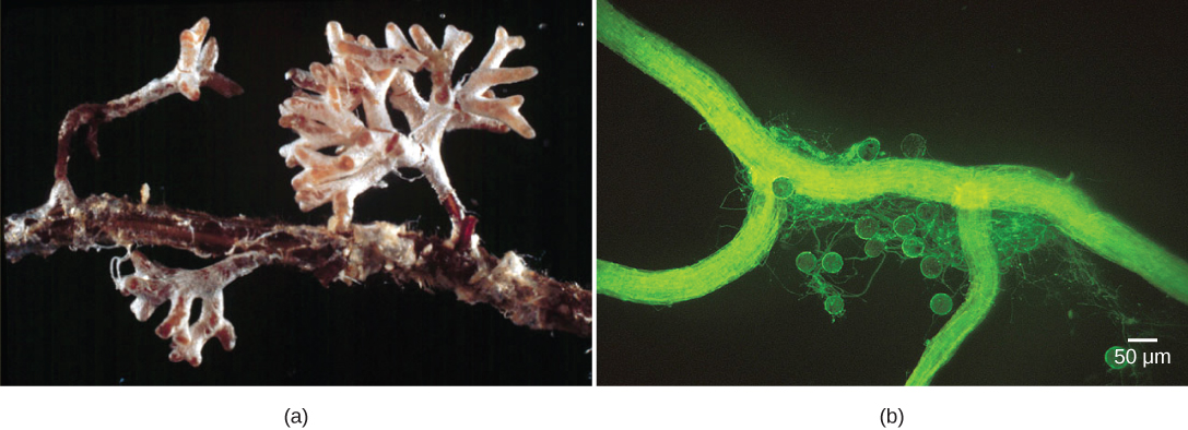 Part A is a photograph showing a white fungal mantle that covers a tree-like structure that has grown from the side of a root. Part B is a micrograph showing ribbon-like hyphae surrounded by spores that are about 30 microns across.