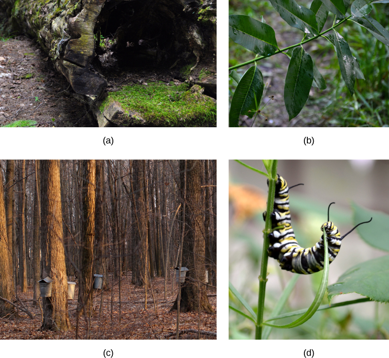 Photo A shows a hollow log lying on the ground, with low moss growing on it. Photo B shows a green stem with shiny, slightly wet, deep green leaves. Photo C shows leafless trees with pails attached to the trunks of the larger trees. Photo D shows a Monarch caterpillar eating a long, thin leaf.