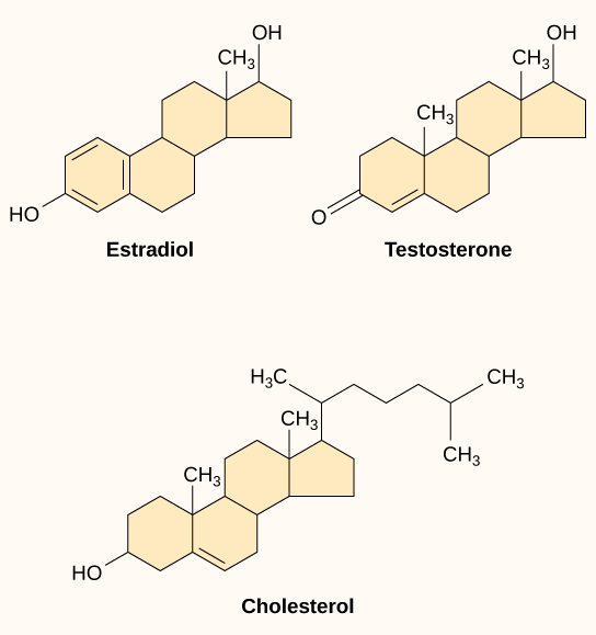 The molecular structures of estradiol, testosterone, and cholesterol are shown. All three molecules share a four-ring structure but differ in the types of functional groups attached to it.