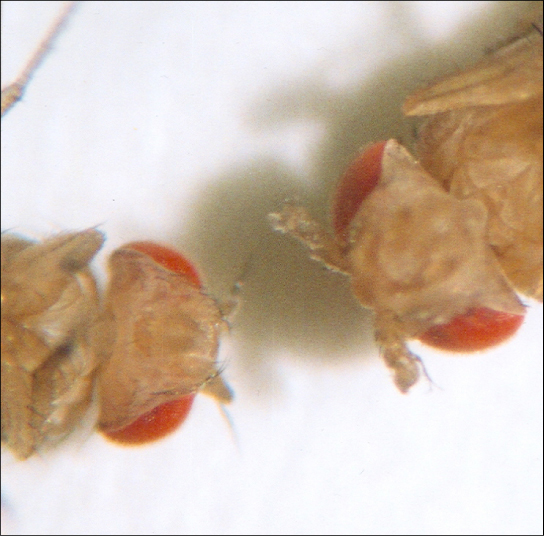 This photo shows Drosophila that has normal antennae on its head, and a mutant that has legs on its head.