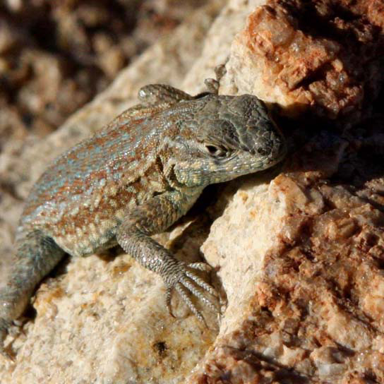  Photo shows a mottled green and brown lizard sitting on a rock.