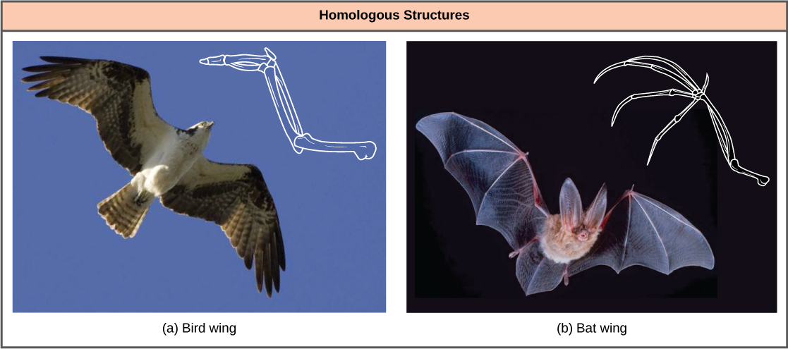  Photo a shows a bird in flight with a corresponding drawing of a bird wing. Photo b is a bat in flight with a corresponding drawing of a bat wing. Both the bird wing and the bat wing share common bones, analogous to the bones in the arms and fingers of humans. However, in the bat wing, the finger bones are long and separate and form a scaffolding on which the wing’s membrane is stretched. In the bird wing, the finger bones are short and fused together at the front of the wing.