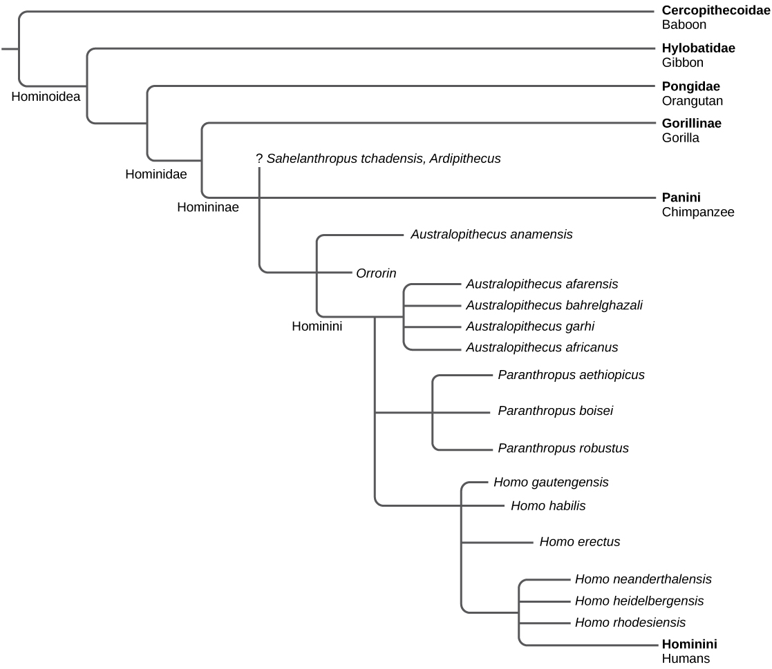 The evolutionary tree shows the relationship between humans and the great apes. All great apes, including baboons, gibbons, orangutans, gorillas, chimpanzees, humans, and human ancestors, belong in the superfamily Hominoidea. Of these great apes, all but baboons and gibbons belong in the family Hominidae. Gorillas, chimpanzees, humans, and human ancestors belong in the subfamily Homininae. Humans and their direct ancestors belong in the tribe Hominini.