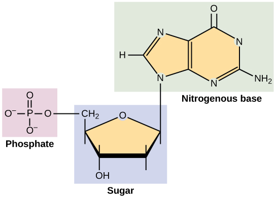 Structure of a nucleotide.