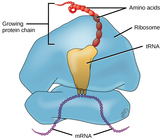 Illustration of the molecules involved in protein translation. A ribosome is shown with mRNA and tRNA. Amino acids are emerging to form a protein chain.