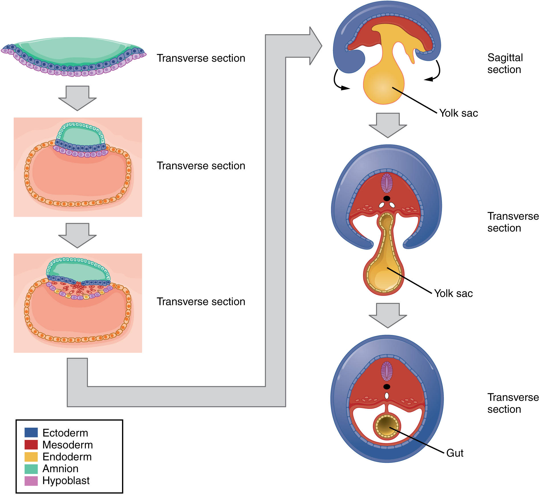 This multipart image shows the folding of the embryo. Each of the six panels shows a progression of steps in which the embryo folds on itself.