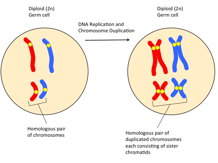 fertilization for 2 pairs of homologous chromosomes.