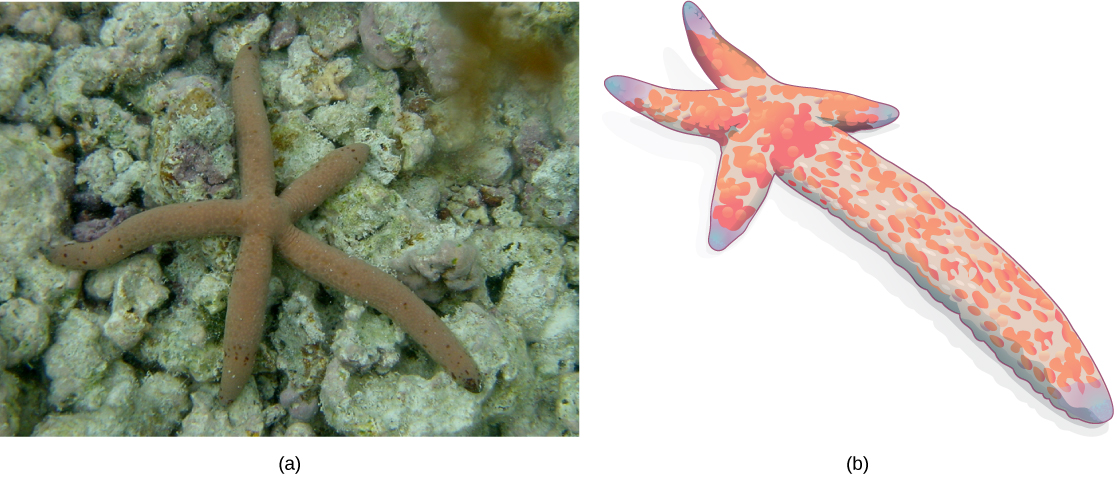  Part a: The photo shows a brown sea star with five arms of slightly varying lengths. Part b: This is a photo of a sea star with one long arm and four very short arms.