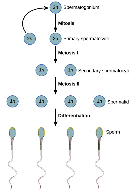  Spermatogenesis begins when the 2n spermatogonium undergoes mitosis, producing more spermatogonia. The spermatogonia undergo meiosis I, producing haploid (1n) secondary spermatocytes, and meiosis II, producing spermatids. Differentiation of the spermatids results in mature sperm.