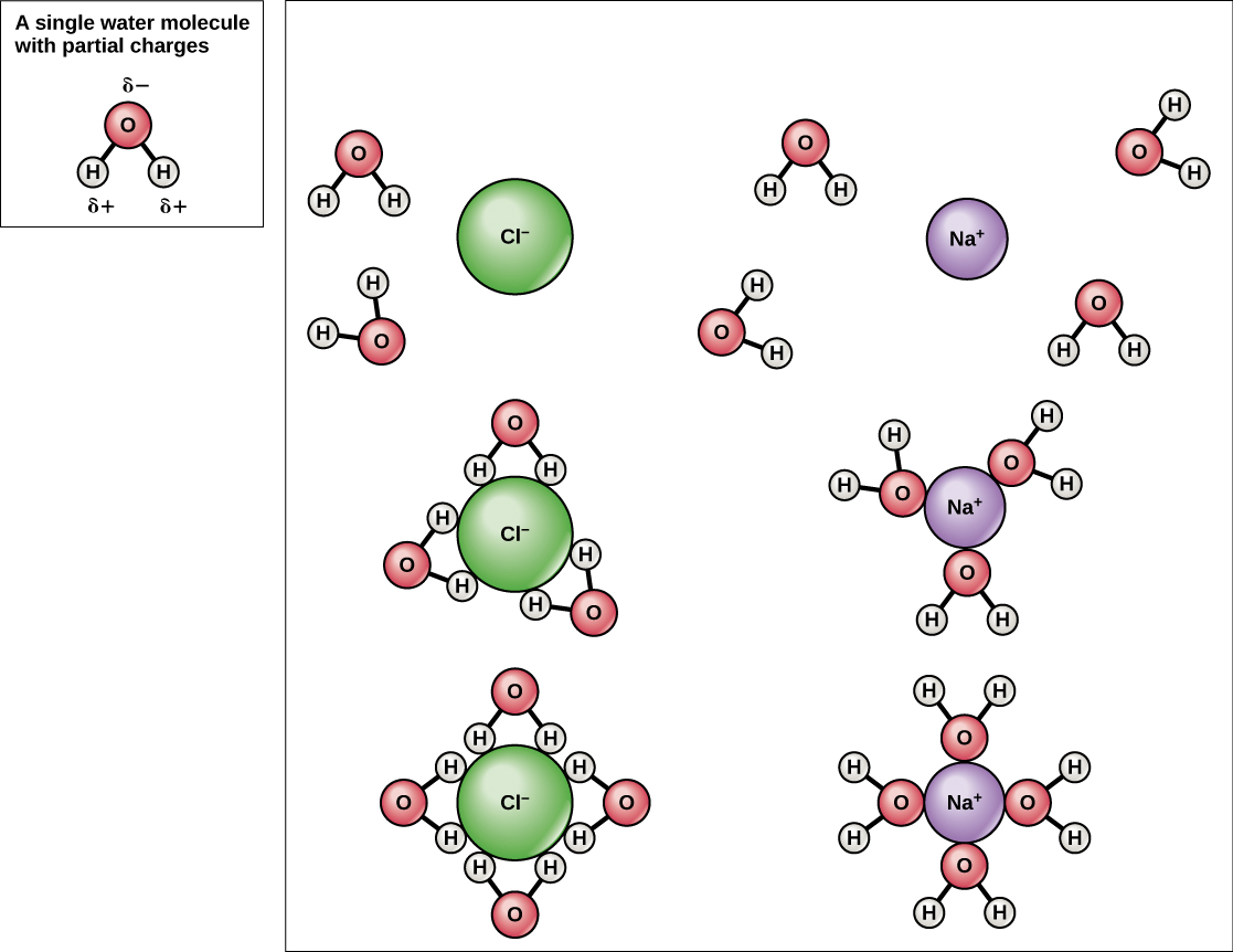 Illustration of spheres of hydration around sodium and chlorine ions.