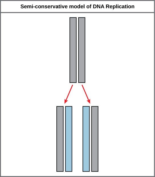 Illustration shows the semiconservative model of DNA synthesis. In the semi-conservative model, each newly synthesized strand pairs with a parent strand.