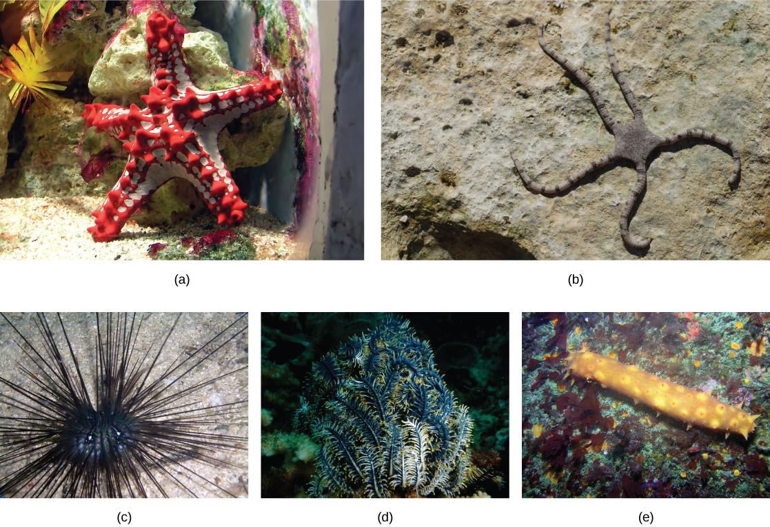 The sea star in photo a is red and white, with a thick squat body and protruding spikes. The brittle star in part b is brown with a flat, pentagon-shaped body. Thin striped legs extend from each point of the pentagon. Photo c shows a sea urchin with a round, black body and very long, thin, black spines. Photo d shows a sea lily that has appendages resembling branches of a spruce tree. Photo e shows a log-shaped sea cucumber with spikes extending from its body.