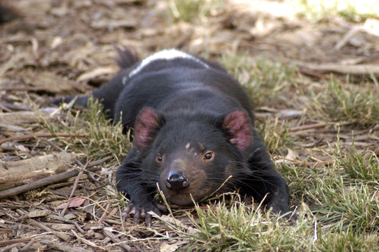 The illustration shows an animal resembling a small bear lying in the grass.