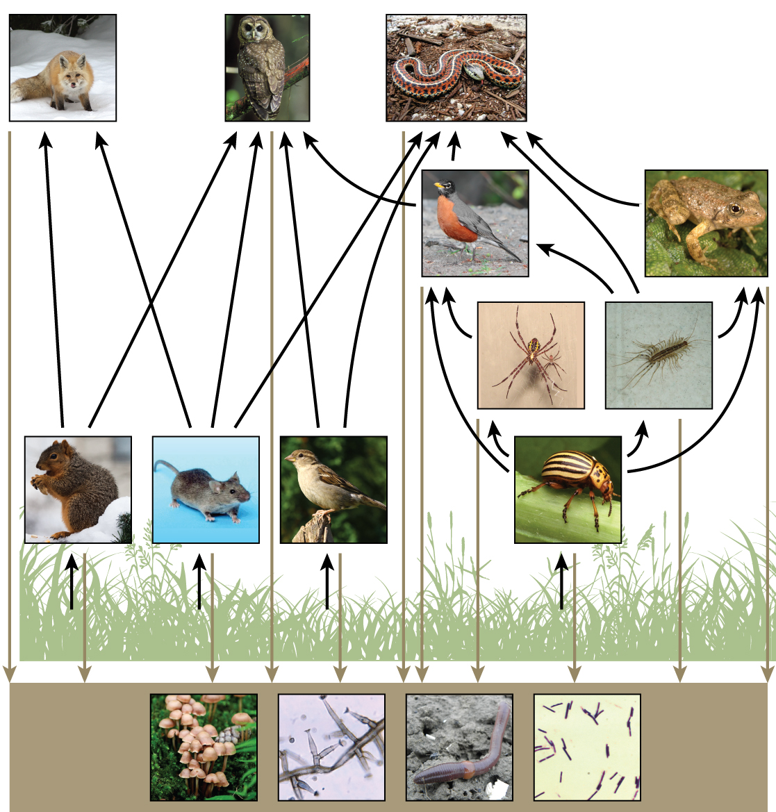  The bottom level of the illustration shows decomposers, which include fungi, mold, earthworms, and bacteria in the soil. The next level above decomposers shows the producers: plants. The level above the producers shows the primary consumers that eat the producers. Some examples are squirrels, mice, seed-eating birds, and beetles. Primary consumers are in turn eaten by secondary consumers, such as robins, centipedes, spiders, and toads. The tertiary consumers such as foxes, owls, and snakes eat secondary and primary consumers. All of the consumers and producers eventually become nourishment for the decomposers.