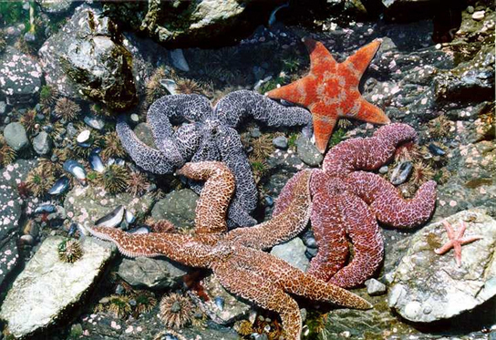 Photo shows sea urchins, mussel shells, and starfish in a rocky intertidal zone.