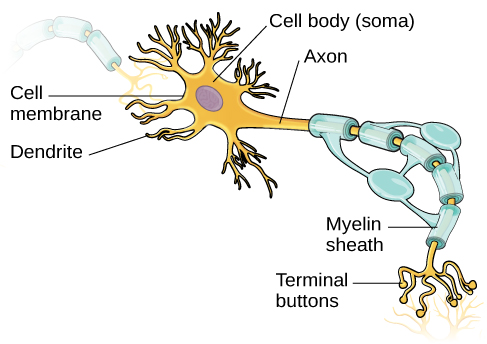 An illustration shows a neuron with labeled parts for the cell membrane, dendrite, cell body, axon, and terminal buttons. A myelin sheath covers part of the neuron.