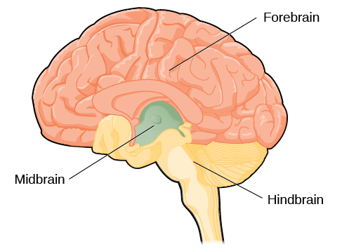 An illustration shows the position and size of the forebrain (the largest portion), midbrain (a small central portion), and hindbrain (a portion in the lower back part of the brain).