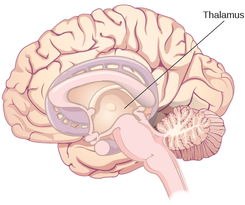 An illustration shows the location of the thalamus in the brain.