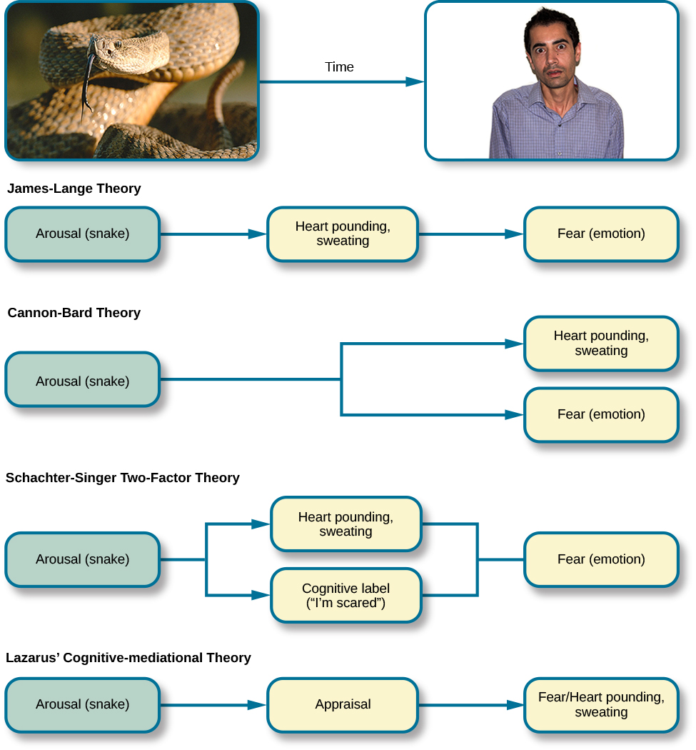  A diagram shows a photograph of a snake on the left and a photograph of a frightened person on the right, with an arrow  labeled “time.” Beneath the photos are flow diagrams of four theories of emotion. In the “James-Lange theory,” a box labeled “arousal (snake)” leads to a box labeled “heart pounding, sweating,” which leads to a box labeled “fear (emotion).” In the “Cannon-Bard theory,” a box labeled “arousal (snake)” splits into two boxes labeled “heart pounding, sweating,” and “fear (emotion).” In the “Schachter-Singer Two-Factor theory,” a box labeled “arousal (snake)” leads to two boxes labeled “heart pounding, sweating” and cognitive label (“I’m scared)” which then lead to a single box labeled “fear (emotion).” In the “Lazarus’ Cognitive-mediational theory,” a box labeled “arousal (snake)” leads to a box labeled “appraisal,” which leads to a box labeled “fear/heart pounding, sweating.”