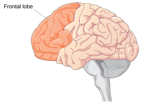 An illustration of a brain is shown with the frontal lobe labeled.