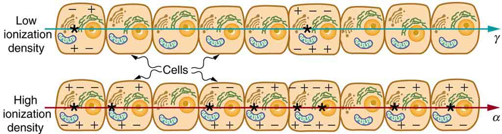 The image shows ionization created in cells by gamma and alpha radiation. Series of cells are shown through which a gamma ray passes causing ionization whose density is low. Another series of cells are shown through which an alpha ray passes causing ionization whose density is high.