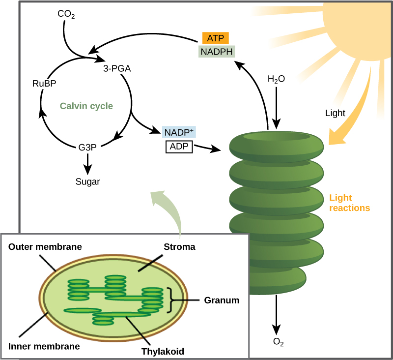 This illustration shows that ATP and NADPH produced in the light reactions are used in the Calvin cycle to make sugar.